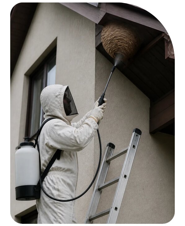 Уничтожение ос и шершней в Дагестанских Огнях по цене от 3097 р. | Сенат-Дгс